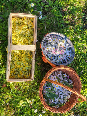 Blüten für den Kräutertee